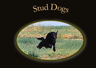 Stud Dogs