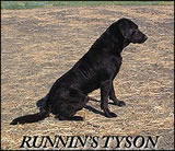 Welcome to Runnin' Retrievers Gun Dog Training Labrador at Stud
