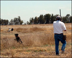 Welcome to Runnin' Retrievers Gun Dog Training Upland Training
