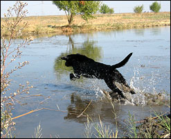 Welcome to Runnin' Retrievers Gun Dog Training Waterfowl Training