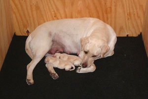 Sierras with pups Sadie and Sara