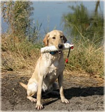 Yellow Lab Training