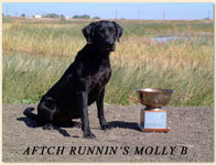 FTCH AFTCH FC AFC Runnin's Molly “B”