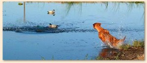 Retriever Leaps into Water