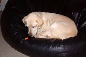 Sierra in her Final Days