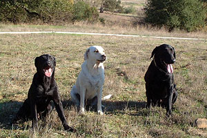 Tyson Sierra Joe Black