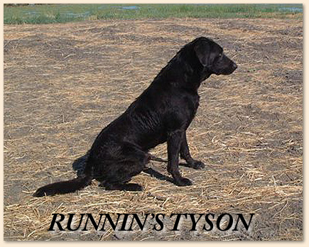 Tyson